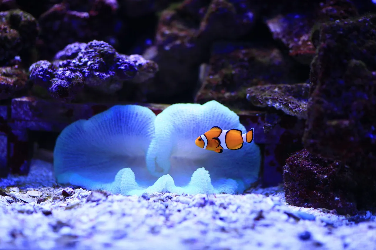 Air Swimmers Flying Clownfish